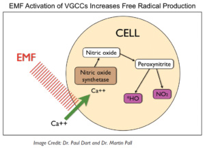 Chiropractic Torrance CA Cell Biology Graphic