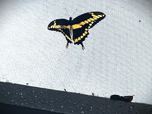 Chiropractic Torrance CA Butterfly